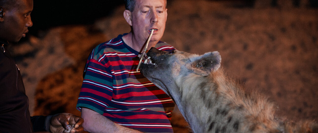 A visitor feeding a wild spotted hyena from a stick held in the teeth, outside Harar, Ethiopia