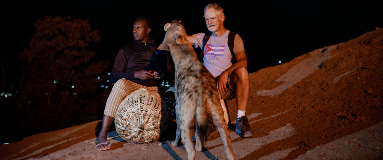 A hyena man feeding a wild spotted hyena by hand outside the walls of Harar, Ethiopia