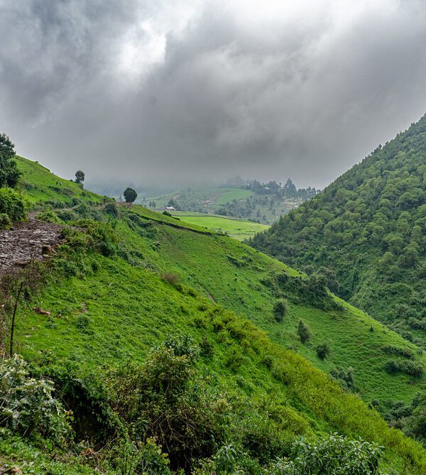 Menagesha Suba Forest Park – Day Trip in Ethiopia