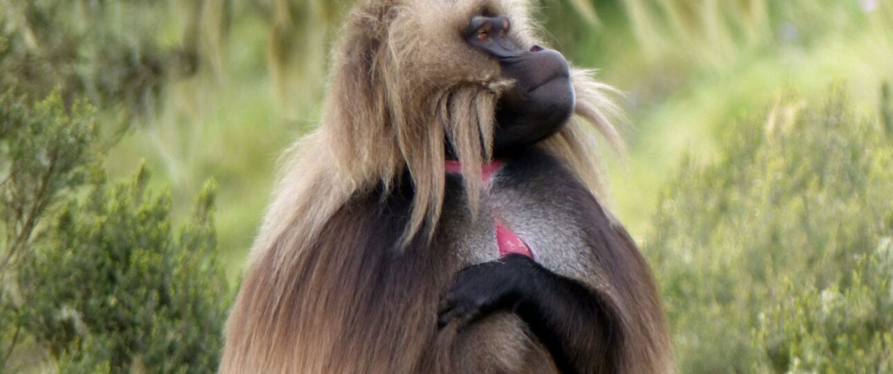 Gelada monkeys in the Simien Mountains, Ethiopia