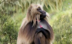 Gelada monkeys in the Simien Mountains, Ethiopia